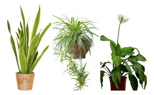 Plantas De Interior Cuidados Básicos