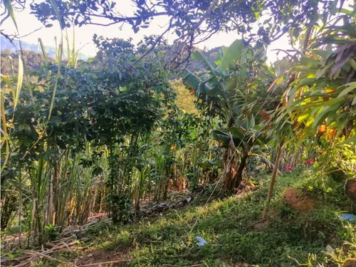 Finca En Yolombo Vereda Marquesa