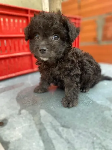 French Poodle Mini Toy Perros De