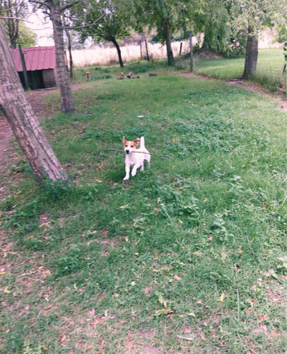 Imagen 3 de 9 de Hotel Shadows Para Perros Naturaleza, Experiencia Y Amor