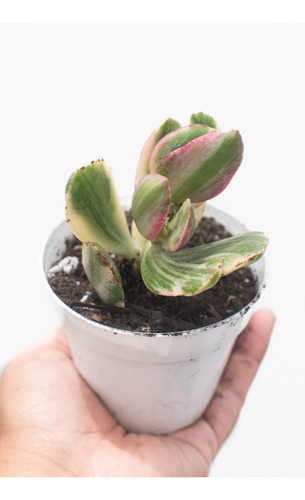 Crassula Ovata Variegado Blanco Suculenta Colección N° 8