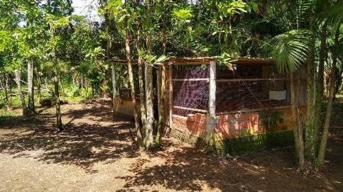 Imagem 4 de 14 de Chácara Com Árvores Frutíferas Em Peruíbe Litoral - 6455 Npc
