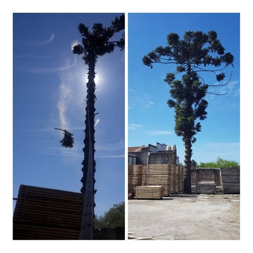 Podas De Arboles Altura Desmontes Talas Extracción De Raíces