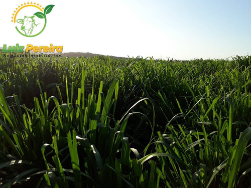 Imagem 10 de 12 de Fazenda A Venda Em Santa Maria - 1.074,48 Hectares (dupla Aptidão) - 2085