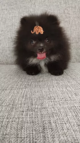 Spitz Alemão/lulu Da Pomerania Macho Anão Black