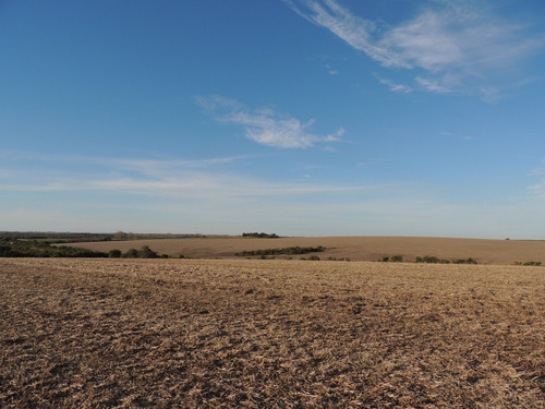 Campos Venta 60 Has Agrícolas Carmelo