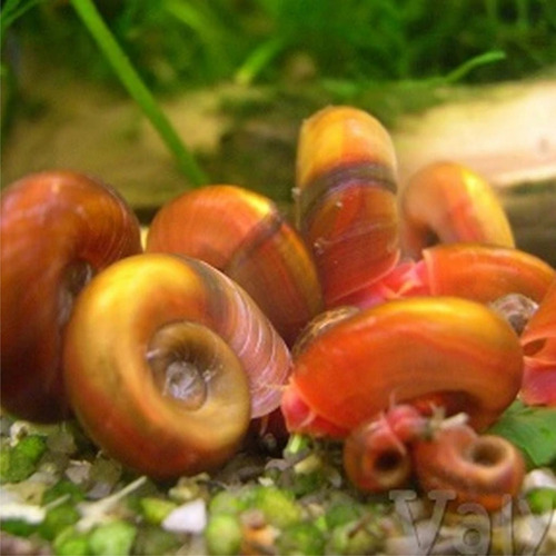 Imagen 3 de 3 de Caracol Planorbis 10 + 1 De Regalo