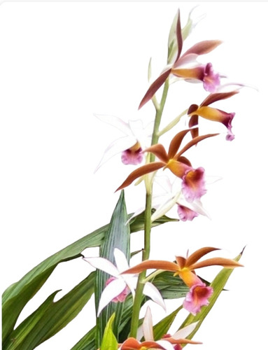 Orquídea De Tierra (phaius Tankarvilleae)