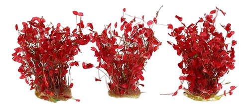 Planta En Miniatura Jardín De Hadas Macetero Fall Red