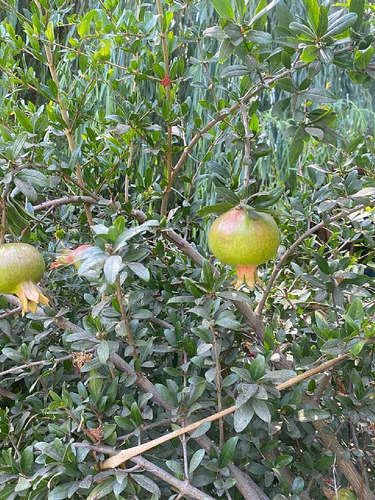 El Panul / Maria Angelica