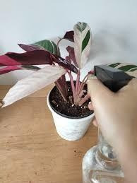 Stromanthe O Pluma De Indio (calathea Triostar)