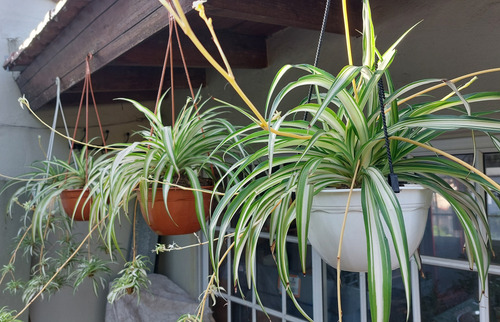 Lazo De Amor Planta Colgante Con Hijuelos