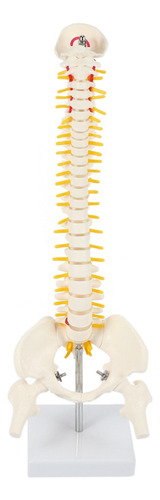 Modelo Humano De Columna Lumbar Plegable For Adultos,