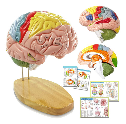 Hadwyn Modelo De Cerebro Humano Con Etiquetas