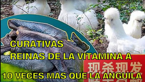 Pollos Y Gallo Silkies Sedosas Del Japon Gallina Hada Blanca