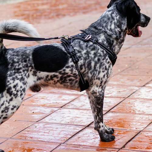 Arnés Antitirones Perro Chico Mediano Grande Pechera Comoda Negro Grande Rumapet