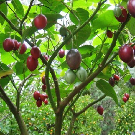 50 Semillas De Arbol Tomate De Arbol Maceta Huerta O Cultivo