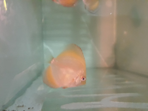 Peixe Acará Disco Red Malboro Filhote 5cm