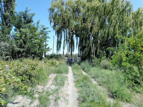 Imagen 10 de 25 de Venta De Finca 14 Ha En Producción - San Rafael Mendoza