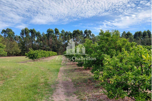 Imagen 10 de 15 de Campo En Venta De 20 Has. En Ruta Nacional 14