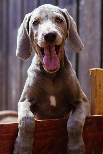 Singularbelleza Weimaraner Línea Campeones