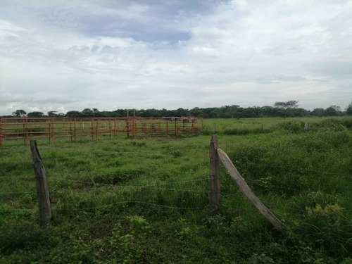 Imagen 4 de 17 de De Oportunidad Vendo Finca En El Cantón 283 Hectáreas Ah