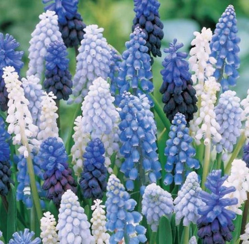 Sementes Flor Jacinto Uva Muscari Cor Variada P/muda E Vasos