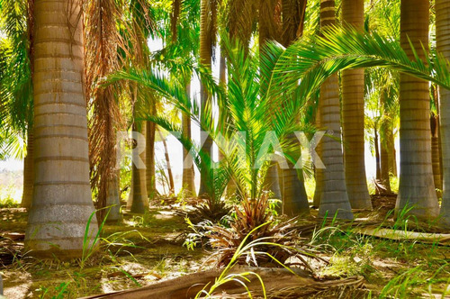 The Crown Jewel At Las Animas, San Jose Del Cabo, Mls #23-131