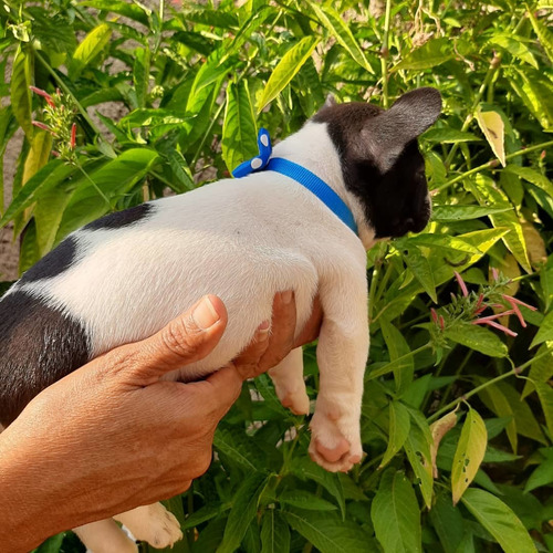 Imagen 5 de 7 de Bulldog Francés Vaquita Hembra Y Macho