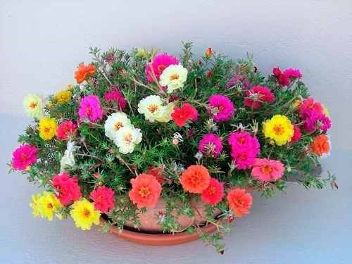 3 Mil Sementes Flor Onze Horas Dobrada Mix Vaso Jardim | Parcelamento sem  juros