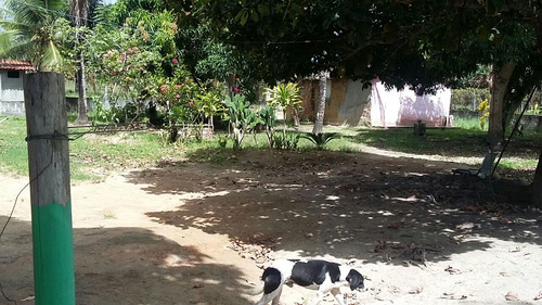 Chácara/sítio Em Esplanada Ba, Com 7 Hectares Com Casa E Rio