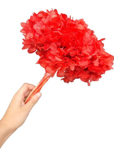 Flor De Hortência Vermelha Seca Natural Decoração | Parcelamento sem juros