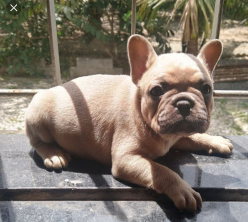 Bulldog Francês Blue Fawn - Exótico