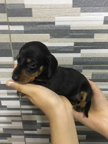 Imagen 3 de 10 de Perros Salchichas Mini 70365966
