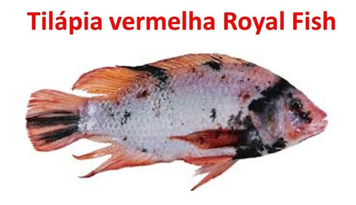Lindas Tilapia Vermelha  Peixe Aquário Lagos Leia A Descrçao