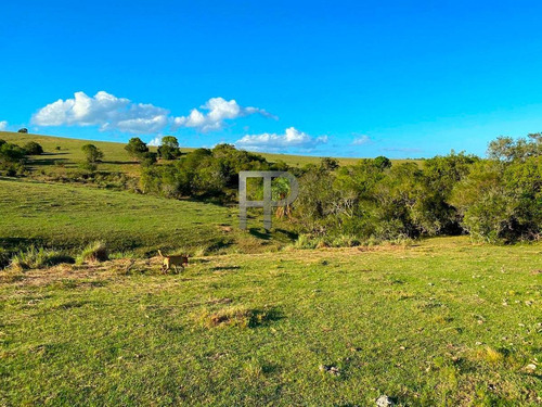 Imagen 5 de 13 de Campo En Venta Garzon 18 Has #1699