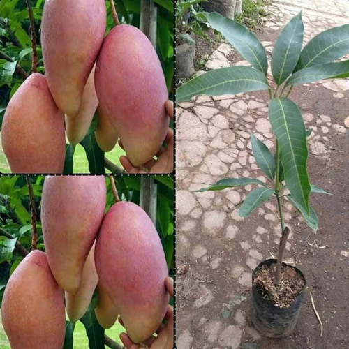 Mango Rojo Marfil Alta Producción ( Injerto )