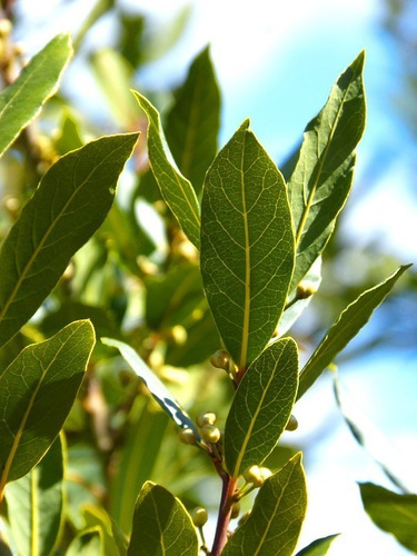 Hojas De Laurel Secas X 1 Kg