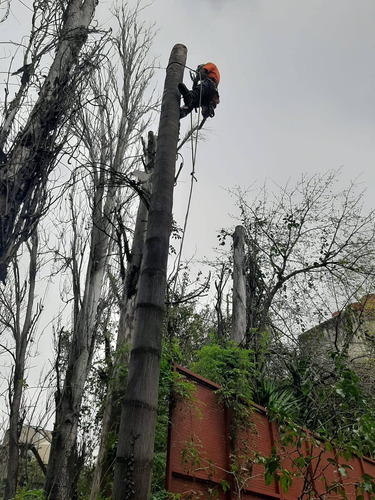Imagen 3 de 4 de Poda De Palmeras Y Arboles