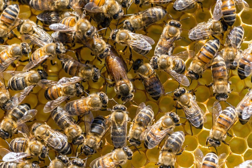 Beepower Estimulador De Colmenas Abejas Miel Apicultura