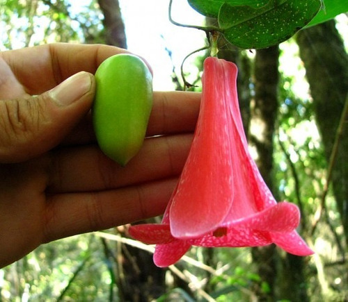 Copihue Semillas  Copihue Rojo Alta Germinacion!