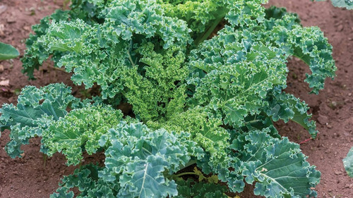 100 Sementes De Couve Crespa Anã Kale