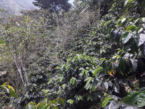 Se Vende Finca Cafetera En El Tolima