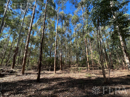Venta De Campos En Santa Rosa - Concepción - Corrientes