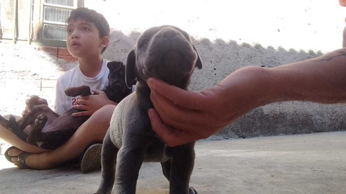 Imagem 4 de 4 de Seu Cão De Guarda Tbm Seu Melhor Amigo