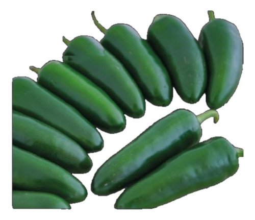 Semilla Ají Pantera ( Jalapeño Híbrido ) 500 Semillas