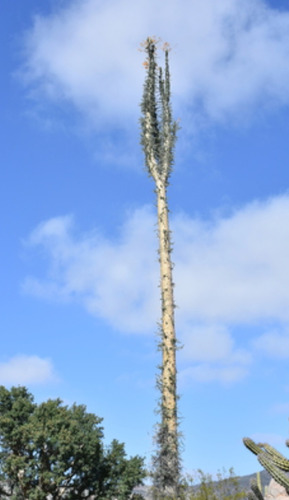 Fouquieria Columnaris, Cirio, 10 Semillas, Nv