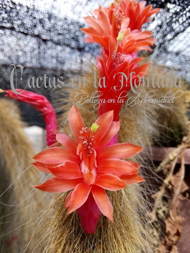 Cactus Cola De Mono 40cm - Hildewintera Flor Mamey N