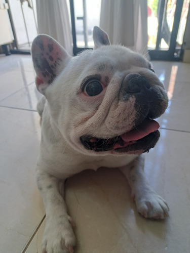 Se Busca Novia A Bulldog Francés 