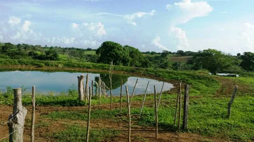 Imagen 2 de 16 de Venta Finca En Yaracal Estado Falcón